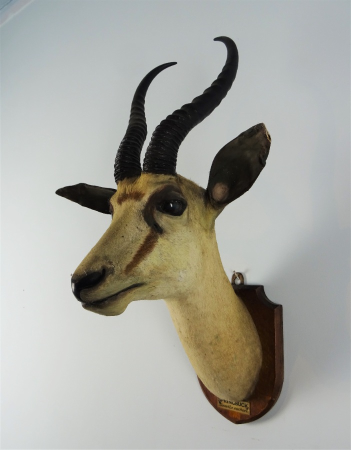 EDWARD GERRARD & SONS TAXIDERMY SPRINGBUCK TROPHY HEAD